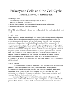 Mitosis