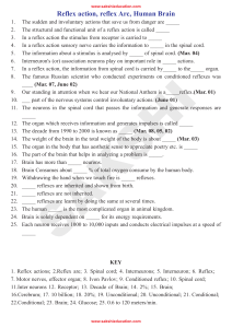 Reflex action, reflex Arc, Human Brain