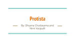 Protista