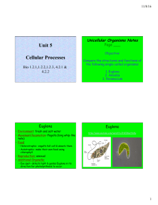 Unicellular Organisms Notes PDF