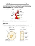 Cells Alive Notes