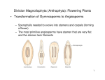 Flowering Plants • Transformation of Gymnosperms to Angiosperms