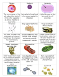 Nucleus Nucleolus Cytoplasm The control center of the cell and