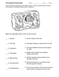 Cell Organelle Summarizer Match the organelles below to their