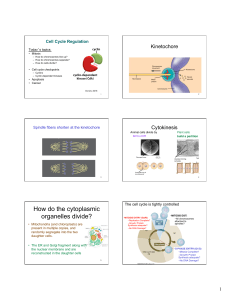 How do the cytoplasmic organelles divide?