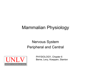 Nervous System - University of Nevada, Las Vegas