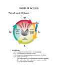 STAGES OF MITOSIS