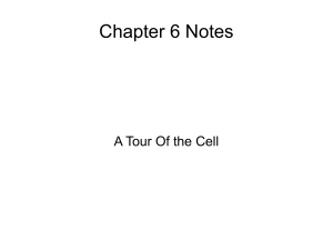 Chapter 6 Notes