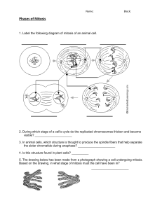 Phases of Mitosis