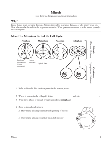 Mitosis