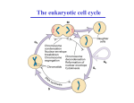 The eukaryotic cell cycle