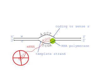 5` 3` 3` 5` w c A T coding or sense st template strand mRNA GA C GC