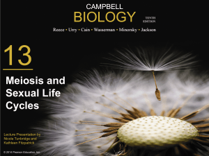 meiosis I - HCC Learning Web