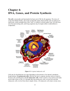 Chapter 4: DNA, Genes, and Protein Synthesis