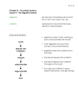 Chapter 8 – Your Body Systems Lesson 4 – The Digestive System