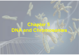 Chapter 5 DNA and Chromosomes