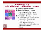 Epithelial and Connective Tissues