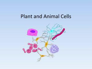 Plant and Animal Cells