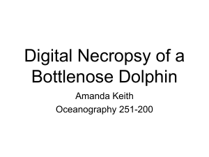 Digital Necropsy of a Bottlenose Dolphin