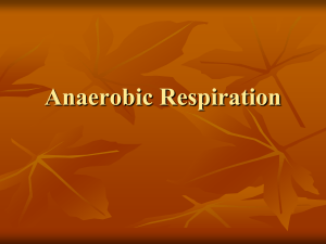 Anaerobic Respiration