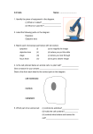 Cells Worksheet