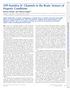 ATP-Sensitive K+ Channels in the Brain: Sensors of