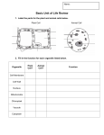 Label the parts for the plant and animal cells below