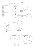 Cellular Respiration