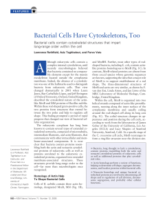 Bacterial Cells Have Cytoskeletons, Too Bacterial cells contain