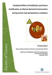 Combined Effect of Antibiotics and Ocean Acidification on Marine