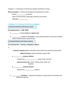 Chapters 11: Introduction to the Nervous System and Nervous