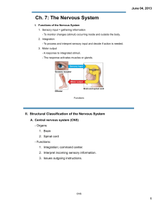 Ch. 7: The Nervous System