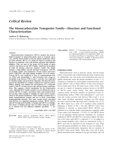 The monocarboxylate transporter family