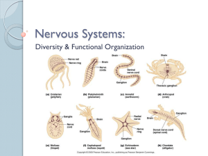 Nervous Systems II PPT