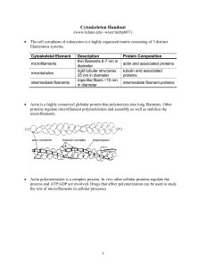 Cytoskeleton Handout