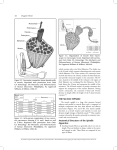 THE MUSCLE SPINDLE Anatomical Structures of the Spindle