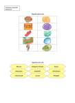 Organelle picture cards