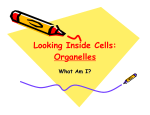 Looking Inside Cells: Organelles