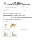 RBK SCHOOL SCIENCE WORKSHEET HUMAN SKELETAL