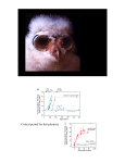 Slides - Gorman Lab