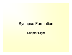 Synapse Formation