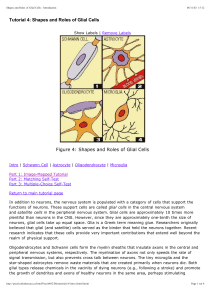 Tutorial 4: Shapes and Roles of Glial Cells Figure 4: Shapes and