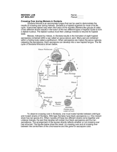 MEIOSIS LAB Name: AP BIOLOGY Period: Crossing Over during