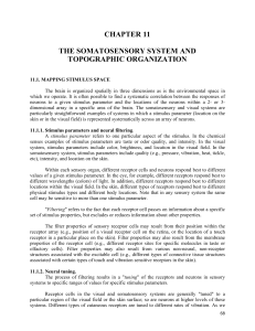 chapter 11 the somatosensory system and topographic organization