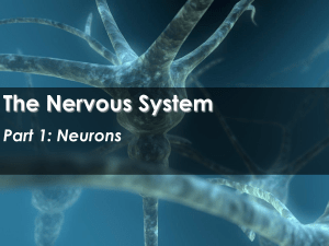 The Nervous System - Science with Mr. Enns