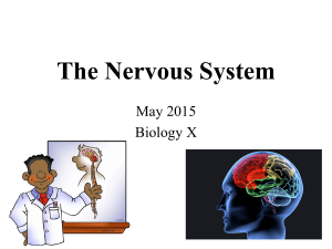 The Nervous System