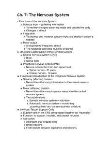 Ch. 7 - The Nervous System