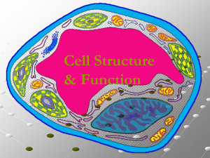 Cell membranes