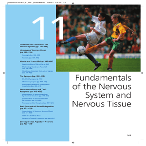 Fundamentals of the Nervous System and Nervous Tissue