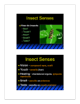 Insect Senses